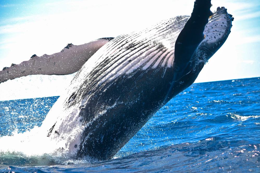 nature-com-publica-un-trabajo-sobre-cetaceos-fruto-de-una-nueva-colaboracion-internacional-ulpgc
