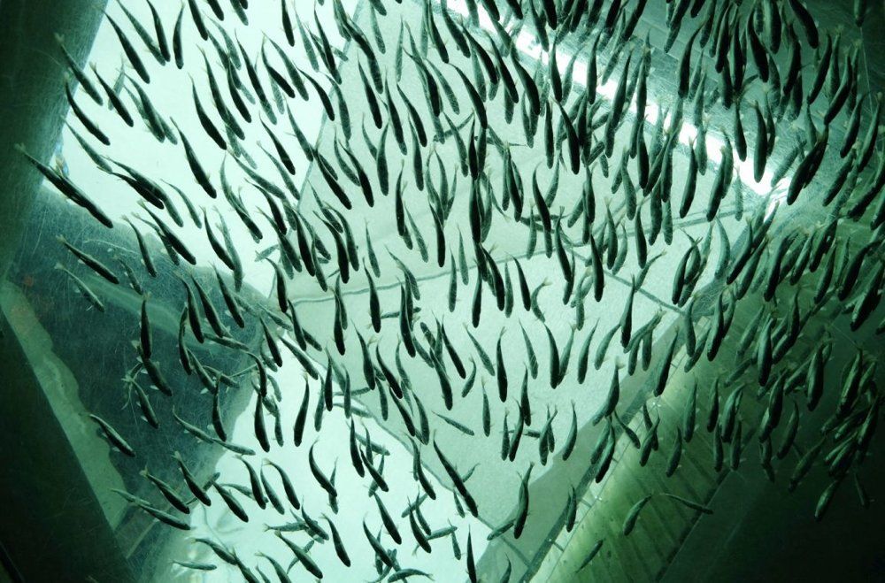 CIIMAR produz rações de aquacultura com restos da produção de vinho, azeite e cerveja - UP