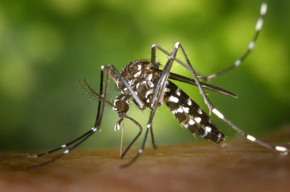 UFJF-GV obtém patente por formulação que permite controle do mosquito Aedes aegypti