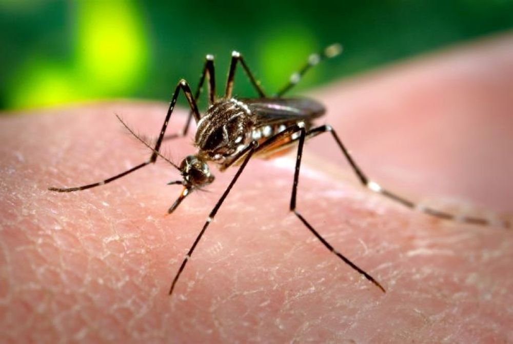 Enfermedades Tropicales de la ULL ayuda a Sanidad a la detección y vigilancia de un ejemplar de mosquito Aedes aegypti en Gran Canaria
