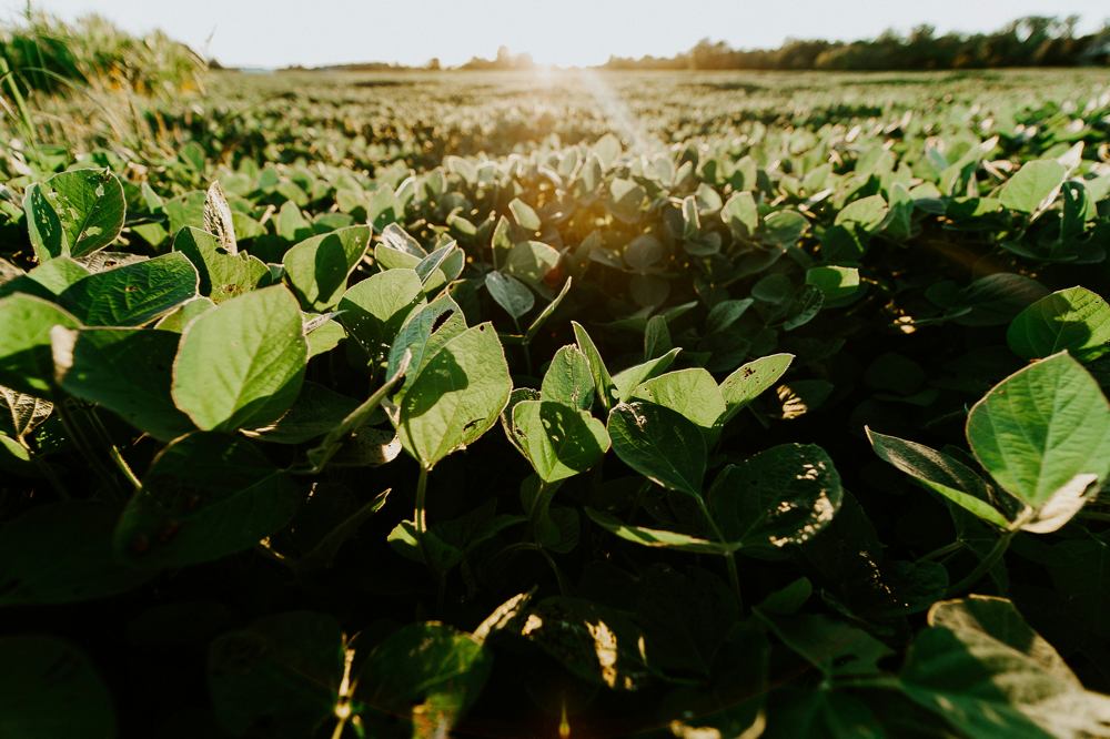 Equipe FieldCrops da UFSM apresenta resultados do maior projeto de produção sustentável de soja do Brasil