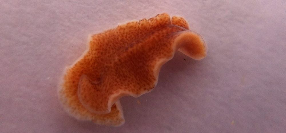 Investigadores de la UCA lideran el descubrimiento de cinco nuevas especies de gusanos planos marinos en la Península Ibérica 30 diciembre 2024