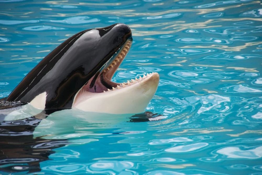 Investigadores de la ULL desarrollan una herramienta única en el mundo para descifrar la comunicación de las orcas